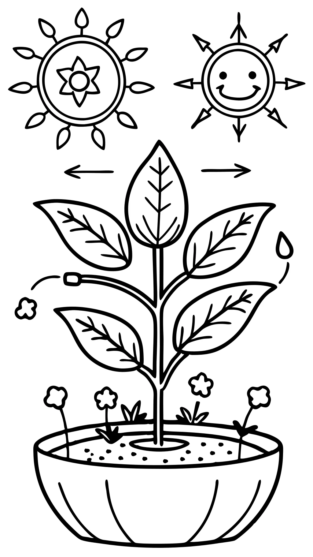 photosynthesis coloring page